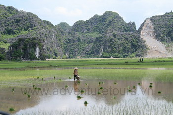 Champ vietnamien